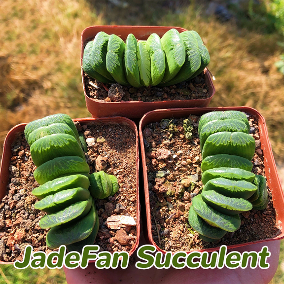 Haworthia Green Jade Fan Succulent, Shade-Tolerant Indoor Desk Greenery, Easy-Care Mini Potted Plant for Beginners & Lazy Gardeners