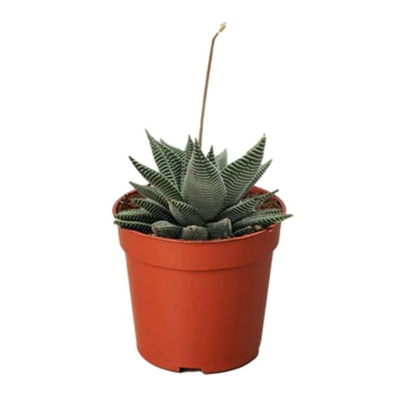 Haworthia Miami Succulent Live Plant in 4" Grower Pot, Real Houseplant Haworthia limifolia