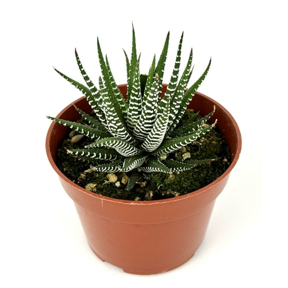 Haworthia Wide Zebra Low Maintenance Succulents Perfect Indoors, 4" Pot