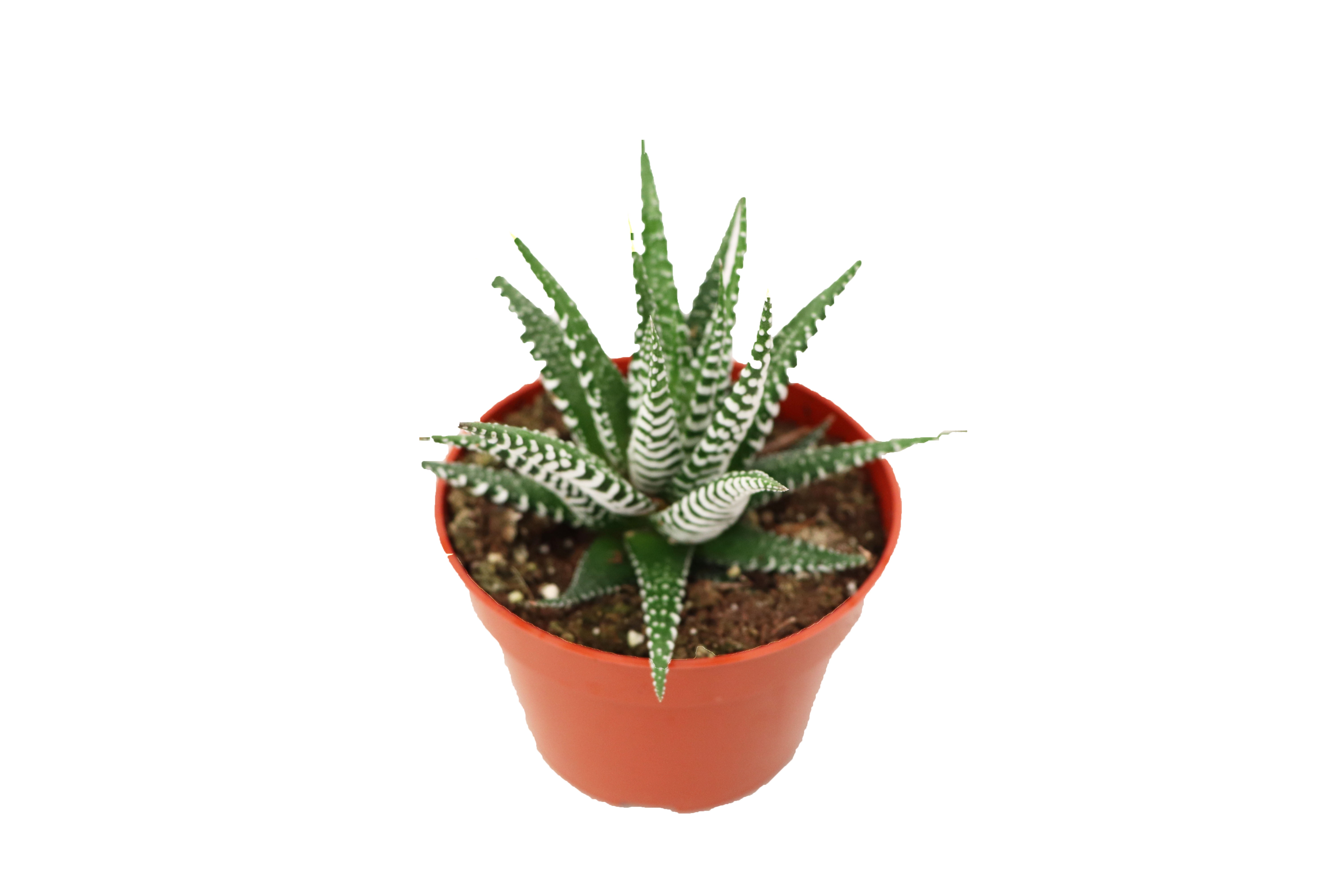 male marijuanas plant seeds Lamb's Breath Pure Pollen – Lamb's Breath Seeds main image 0
