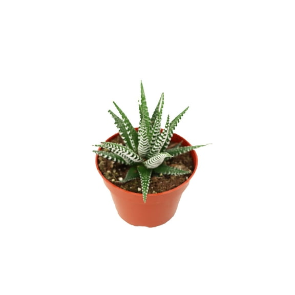 Haworthia Zebra Succulent - 4" from California Tropicals