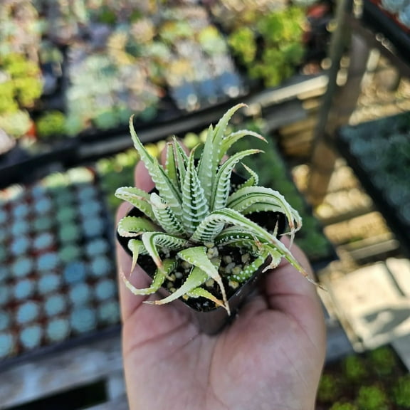 Haworthia Zebra Variegata, 2in Pot, Succulent Plant for Indoor and Outdoor Gardens