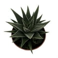 thumbnail image 1 of Haworthia herbacea - Succulent House Plant - 2.5" Pot, 1 of 2