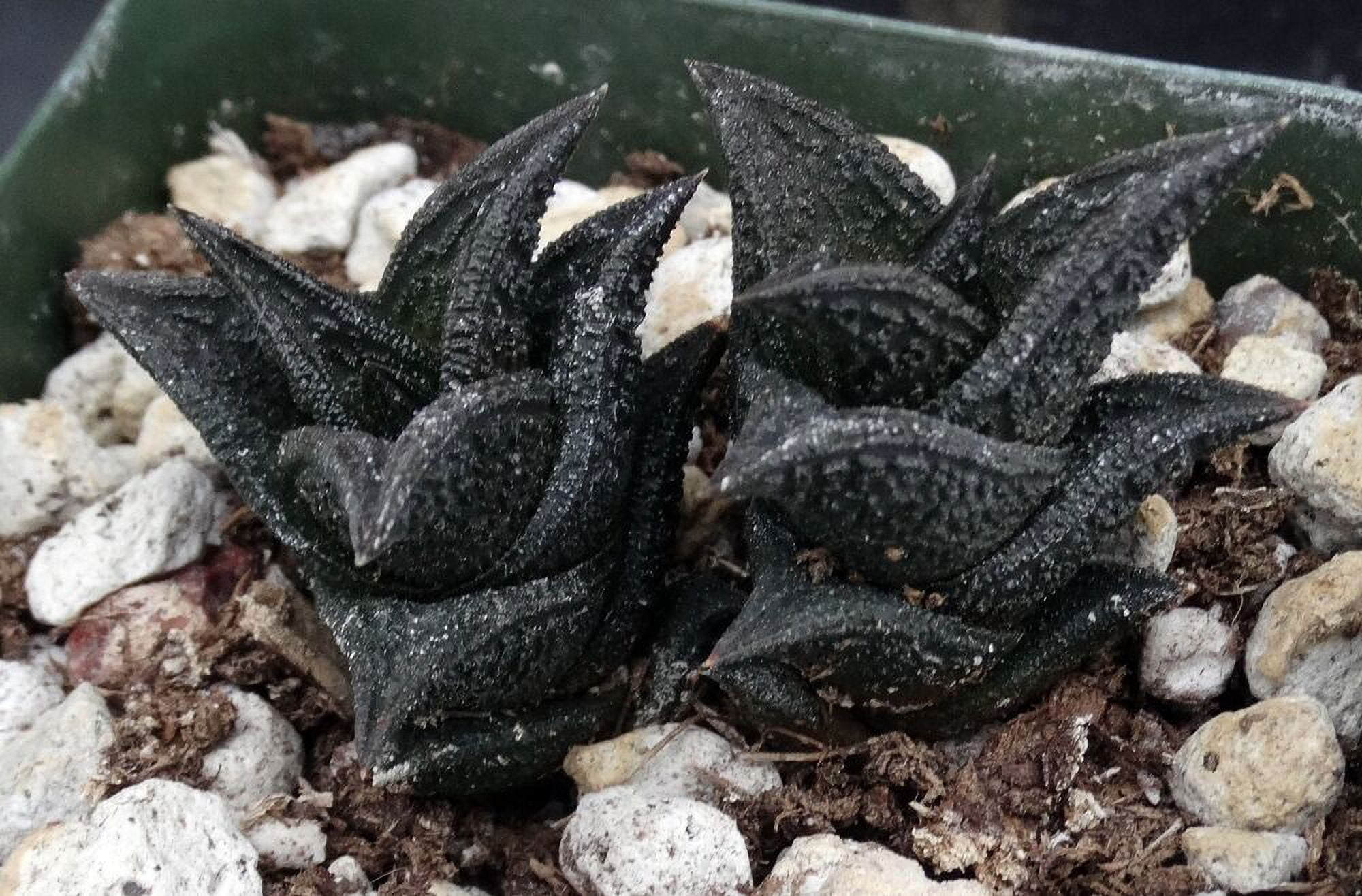 Haworthia nigra *Black Leaves* - Walmart.com