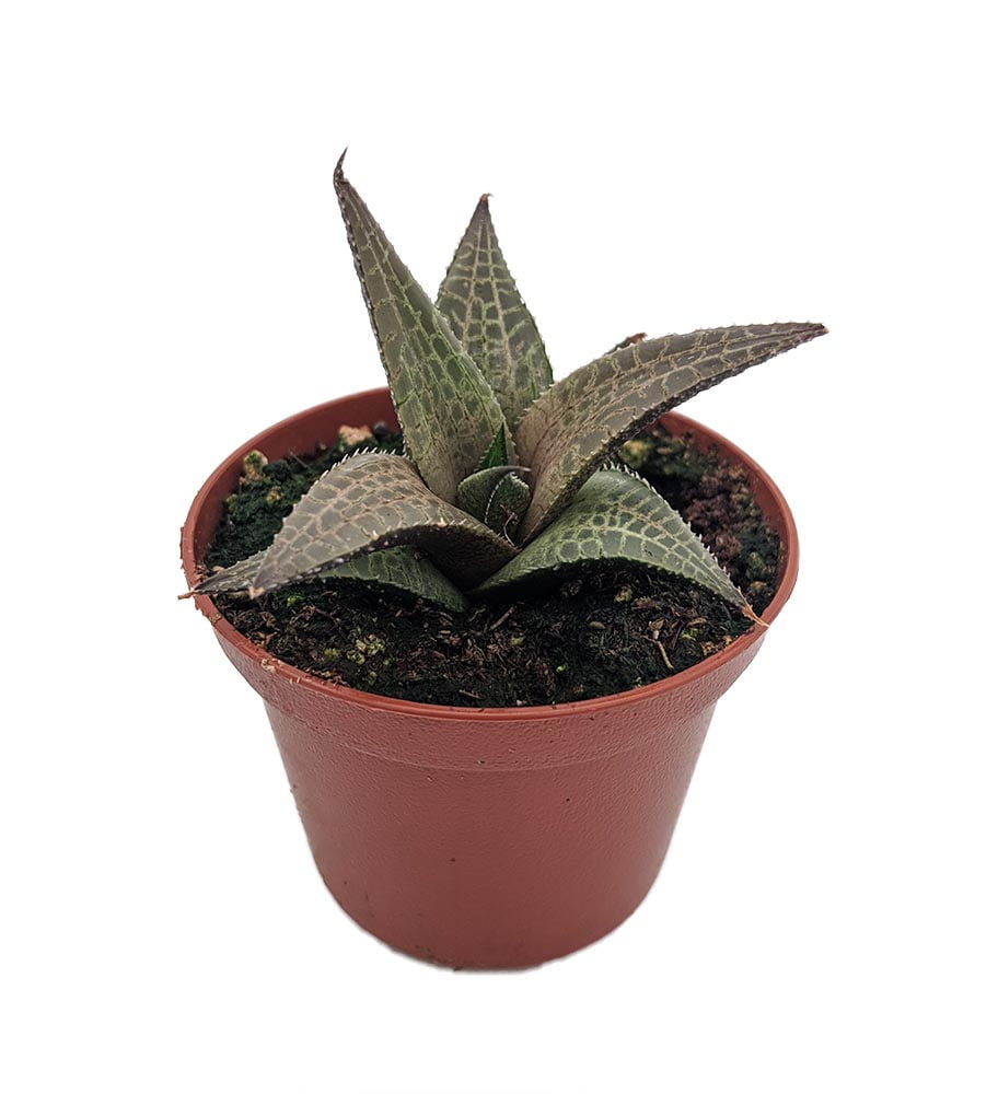 Haworthia venosa Plant - 2.5" Pot - Easy Care Succulent