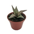 thumbnail image 1 of Haworthia venosa Plant - 2.5" Pot - Easy Care Succulent, 1 of 1