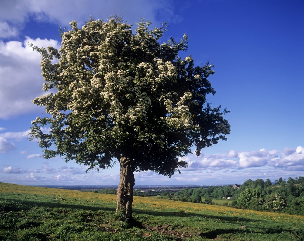 Hawthorn Tree On A Landscape Ireland Canvas Art - The Irish Image Collection Design Pics (15 x 12)