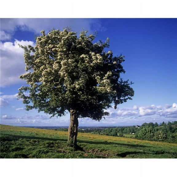 Hawthorn Tree On A Landscape Ireland Poster Print by The Irish Image Collection, 30 x 24 - Large