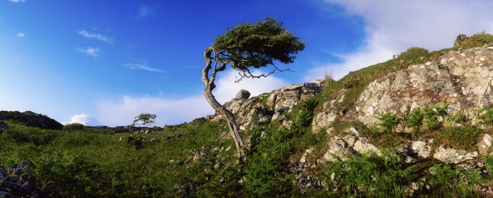 Hawthorn Tree On Bog Road Near Roundstone Connemara Co Galway Ireland Canvas Art - The Irish Image Collection Design Pics (36 x 14)