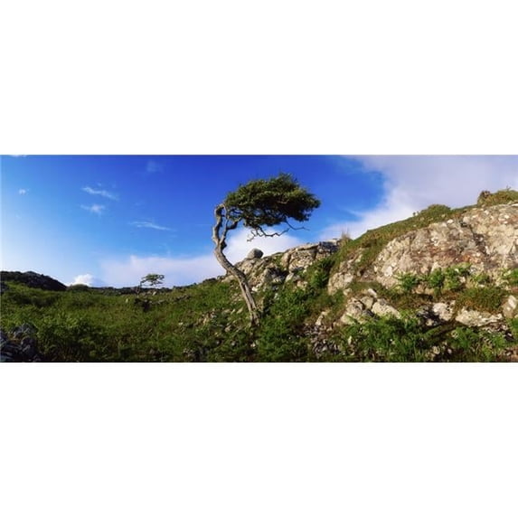 Hawthorn Tree On Bog Road Near Roundstone Connemara Co Galway Ireland Poster Print - 31 x 12