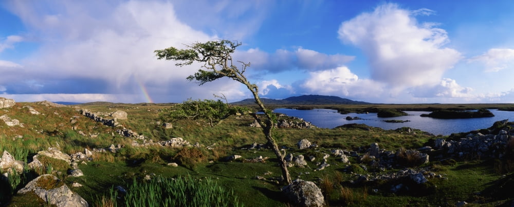 Hawthorn Tree Rainbow Bog Road Near Roundstone Co Galway Ireland Canvas Art - The Irish Image Collection Design Pics (36 x 14)