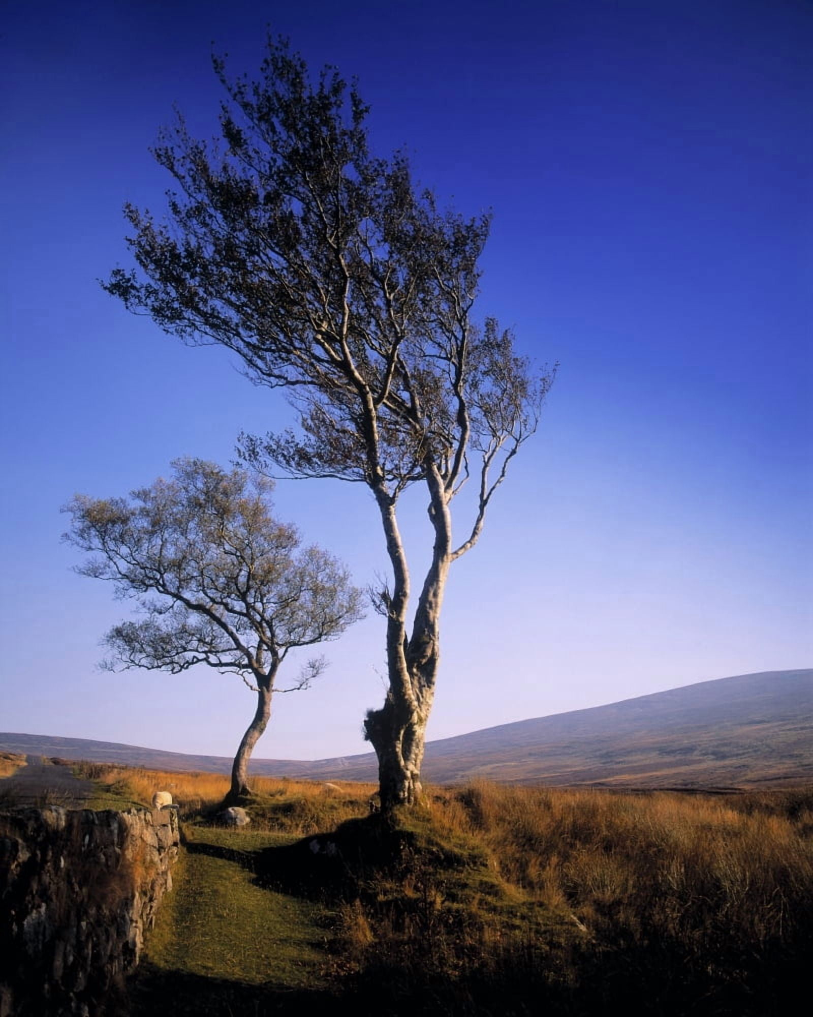Hawthorn Trees In Sally Gap County Wicklow Republic Of Ireland Canvas Art - The Irish Image Collection Design Pics (24 x 30)