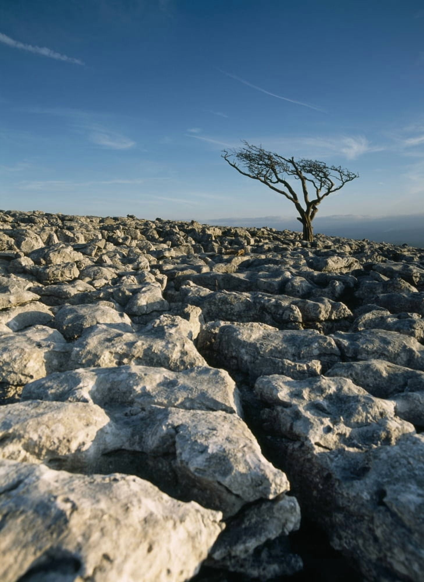 Hawthorne Tree On Limestone Pavement Canvas Art - Ian Cumming Design Pics (13 x 18)