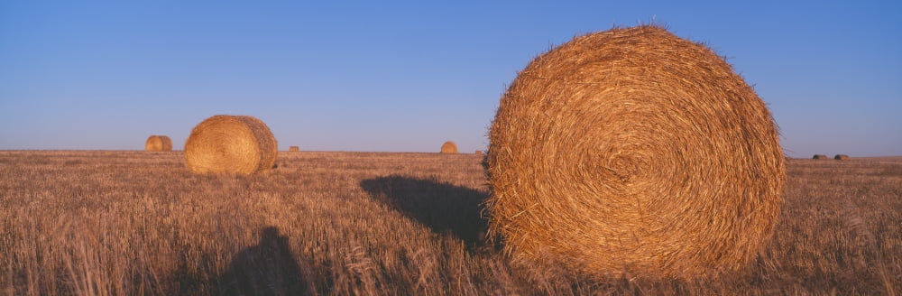 Hay Bails Highway 29 South Dakota Canvas Art - Panoramic Images (36 x 12)