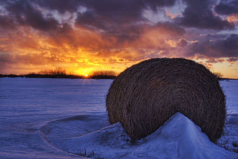 Hay Bale On Field With Sunset Namao Alberta Canvas Art - Dan Jurak  Design Pics (17 x 11)