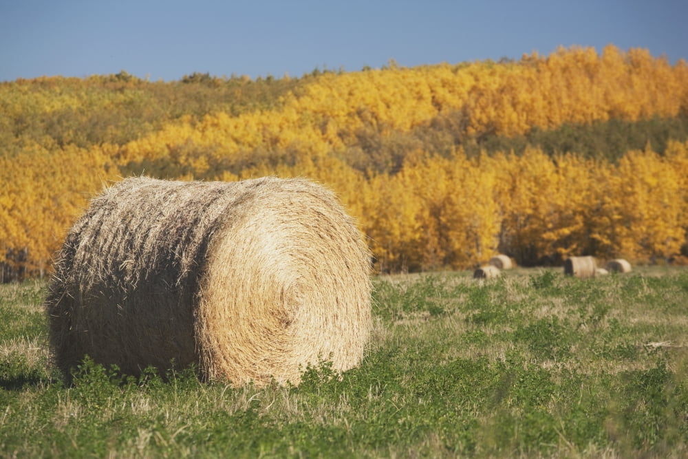 Hay Bale With Autumn Colors Alberta Canada Canvas Art - Michael Interisano Design Pics (19 x 12)