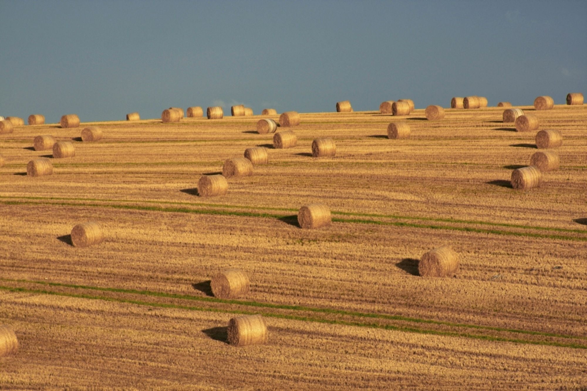 Hay Bales After Harvest Mallow County Cork Ireland Canvas Art - Peter Zoeller Design Pics (36 x 24)