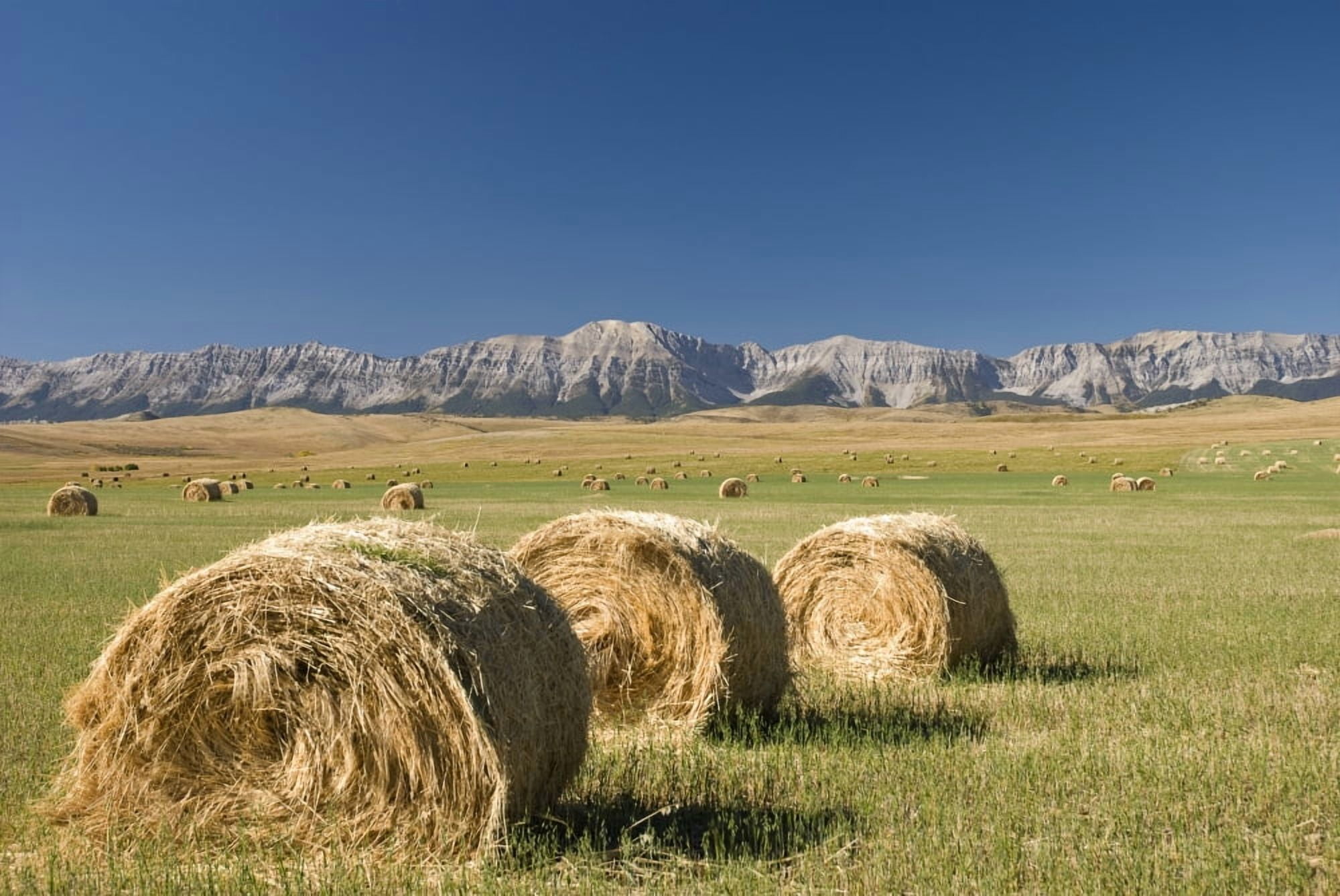 Hay Bales Alberta Canada Canvas Art - Philippe Widling Design Pics (17 x 11)