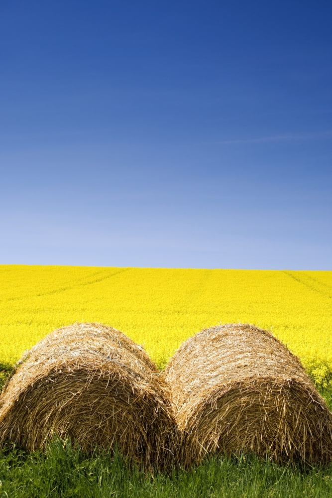 Hay Bales And Canola Field North Yorkshire England Canvas Art - John Short Design Pics (11 x 17)