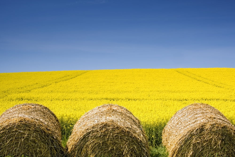 Hay Bales And Canola Field North Yorkshire England Canvas Art - John Short  Design Pics (17 x 11)
