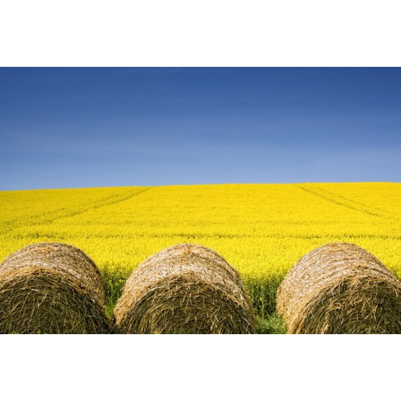 Hay Bales And Canola Field North Yorkshire England Canvas Art - John Short Design Pics (34 x 22)