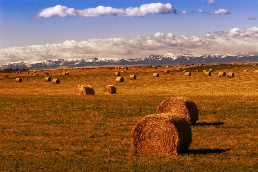 Hay Bales Canvas Art - Don Hammond Design Pics (34 x 22)