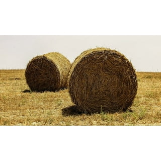 https://i5.walmartimages.com/seo/Hay-Bales-Field-Straw-Countryside-Agriculture-Laminated-Poster-Print-20-Inch-by-30-Inch-with-Bright-Colors-and-Vivid-Imagery_de25d05c-bd76-42fa-a9e8-2bce389fce1e.fdfb2694d471cb13f4de331e86887d63.jpeg?odnHeight=320&odnWidth=320&odnBg=FFFFFF