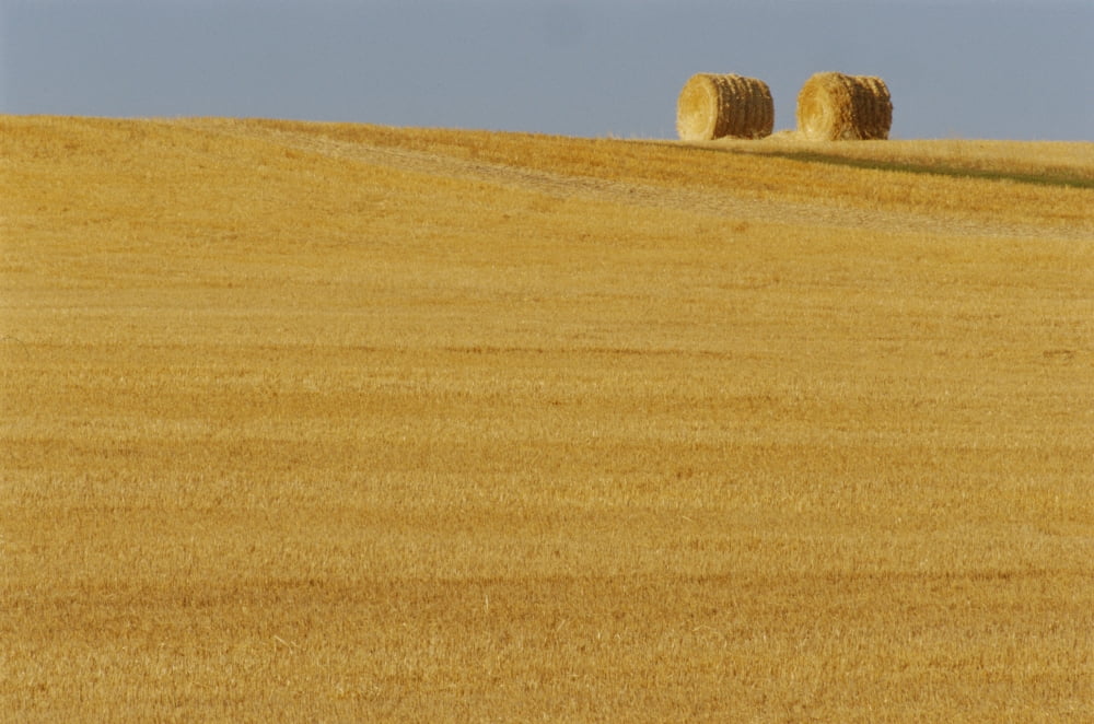 Hay Bales Holland Manitoba Canvas Art - Mike Grandmaison  Design Pics (36 x 24)
