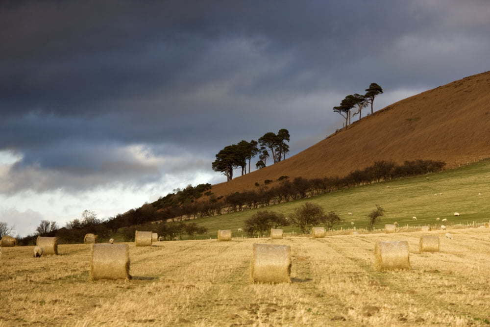Hay Bales In A Field Northumberland England Canvas Art - John Short Design Pics (18 x 12)