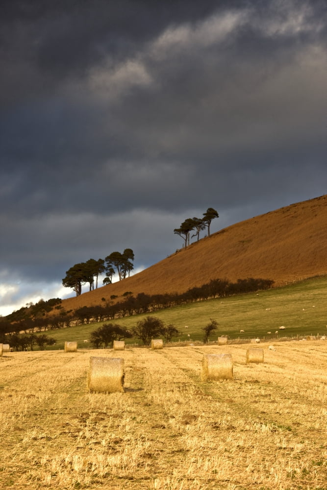 Hay Bales In A Field Northumberland England Canvas Art - John Short Design Pics (24 x 36)