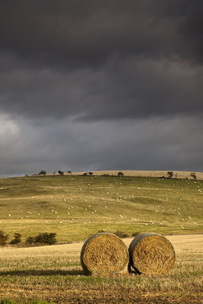 Hay Bales In A Field Under A Dark Cloudy Sky Northumberland England Canvas Art - John Short Design Pics (24 x 38)