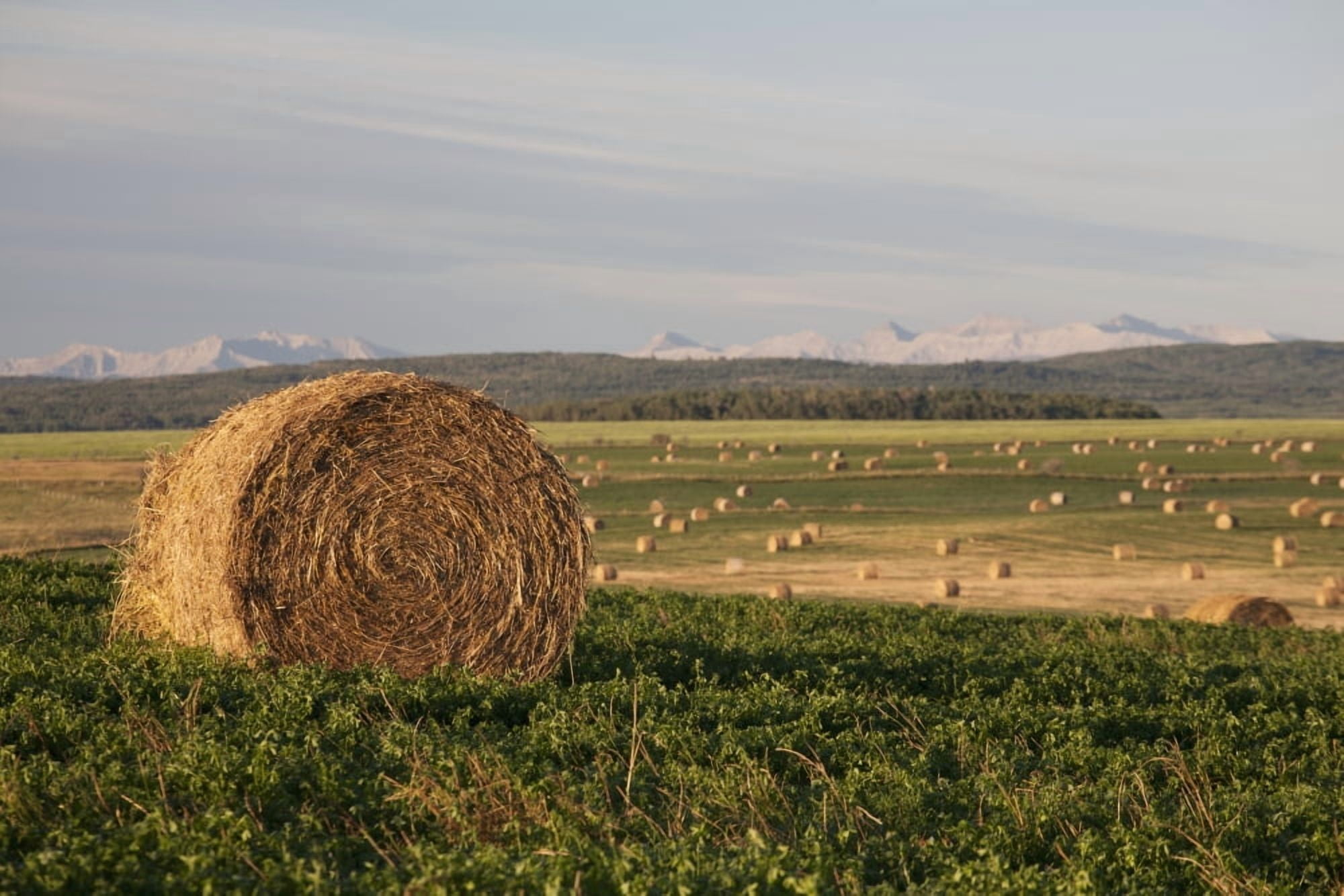 Hay Bales In A Field With Mountains In The Background At Sunrise Alberta Canada Canvas Art - Michael Interisano Design Pics (19 x 12)