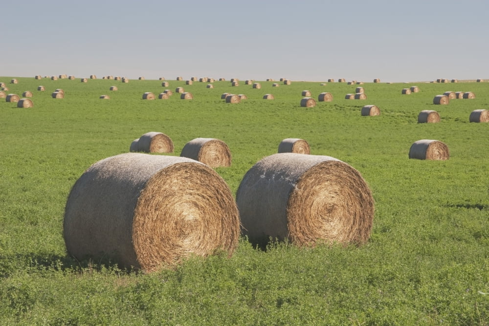 Hay Bales In A Green Alfalfa Field Canvas Art - Michael Interisano Design Pics (38 x 24)