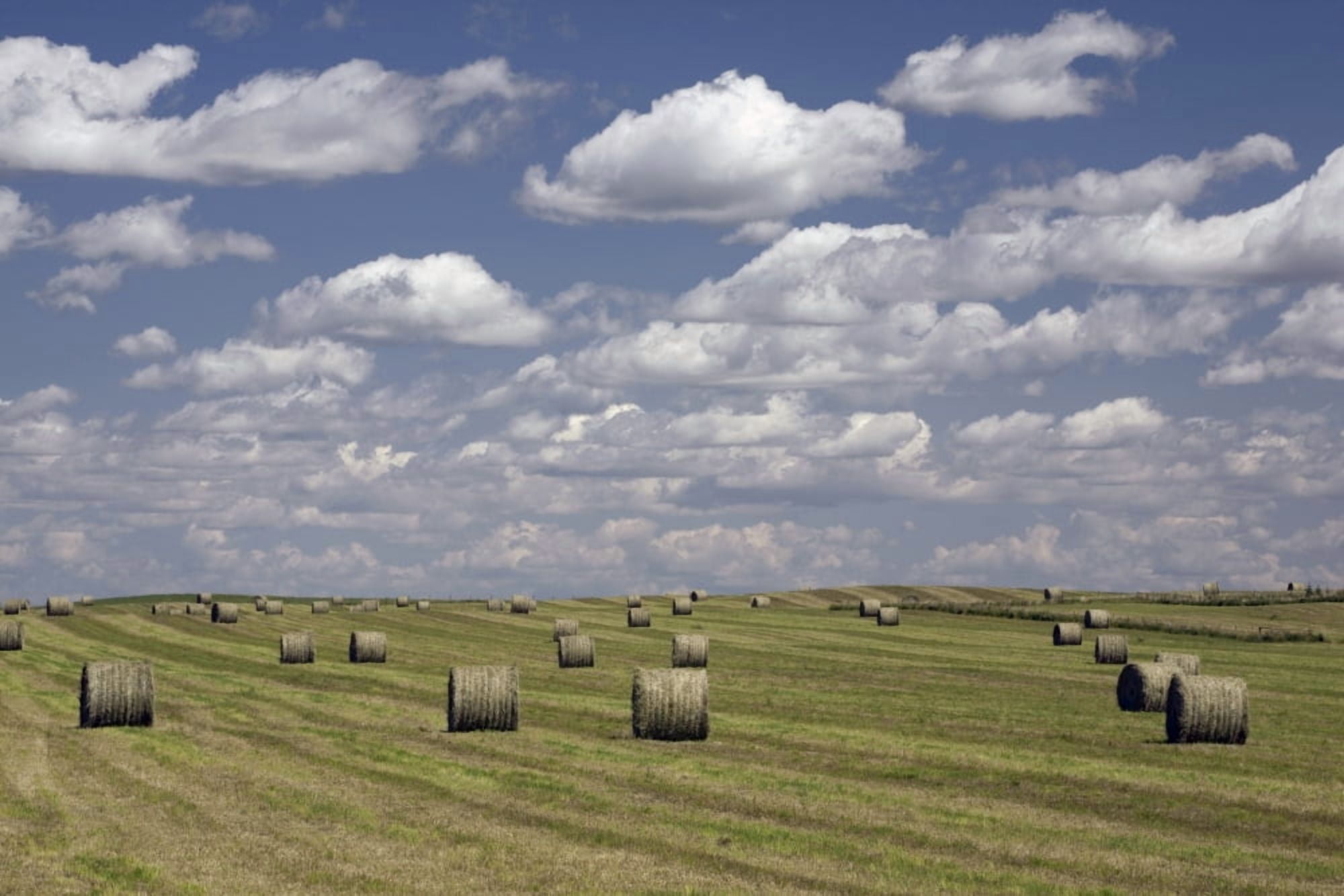 Hay Bales In Field Alberta Canada Canvas Art - Michael Interisano Design Pics (18 x 12)