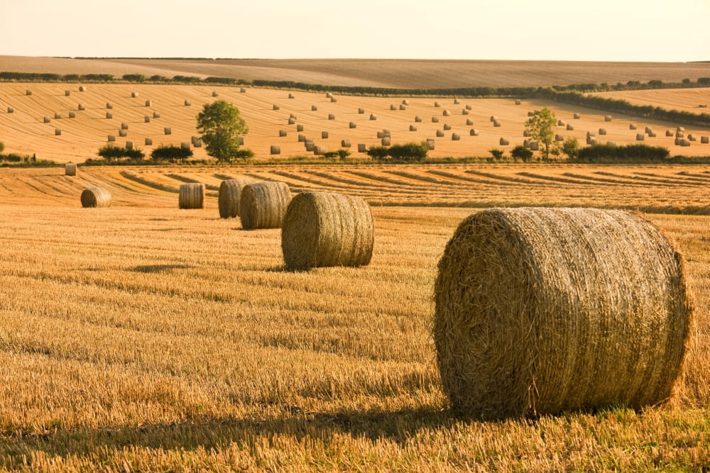 Hay Bales North Yorkshire England Canvas Art - John Short Design Pics (19 x 12)