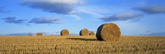 Hay Bales Scotland United Kingdom Canvas Art - Panoramic Images (36 x 12)