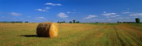 Hay Bales South Dakota USA Canvas Art - Panoramic Images (36 x 12)