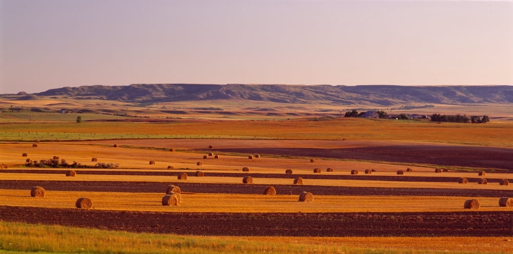 Hay Field ND Canvas Art - Panoramic Images (27 x 9)