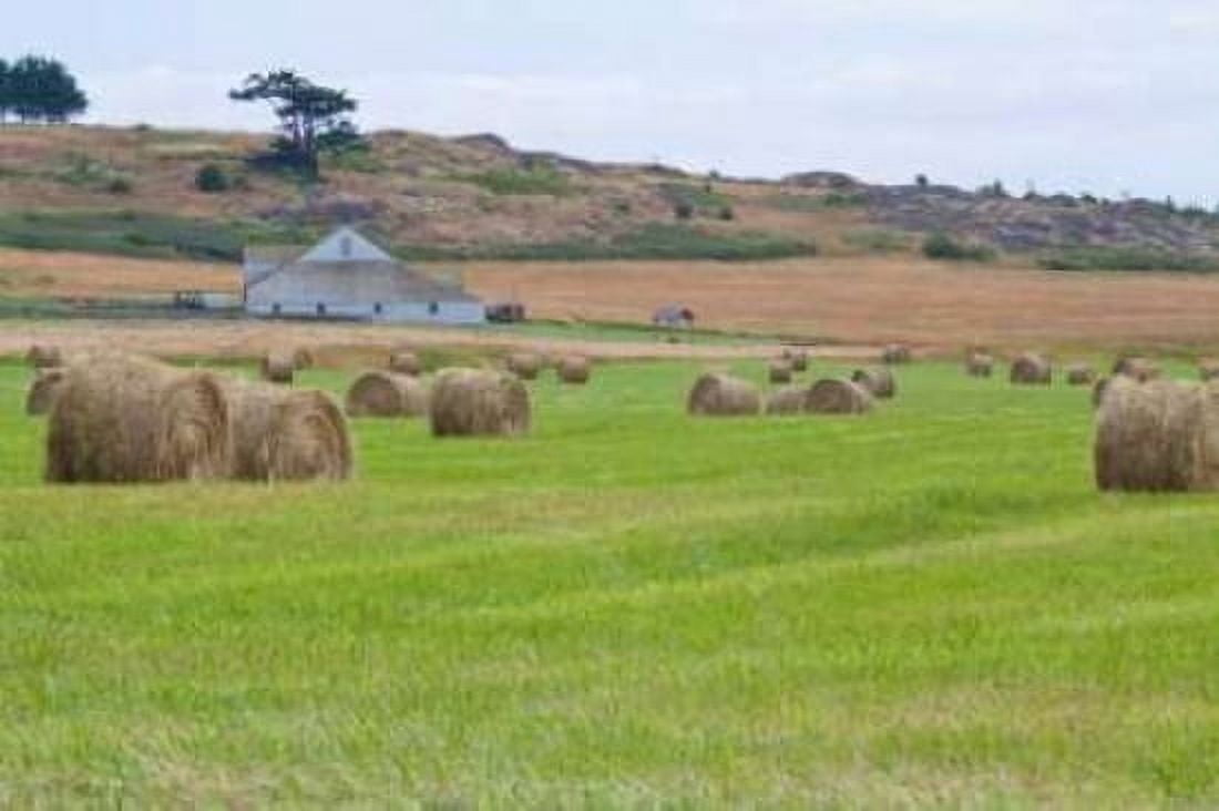 Hay Rolls II Canvas Art - Dana Styber (24 x 36)