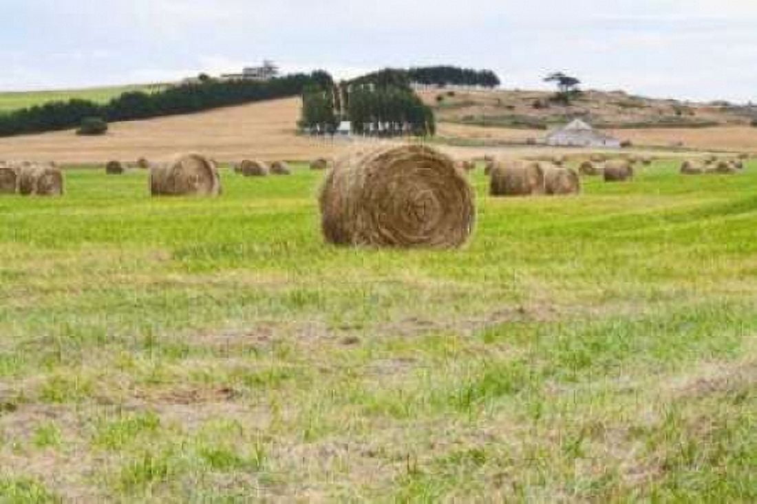 Hay Rolls III Canvas Art - Dana Styber (12 x 18)