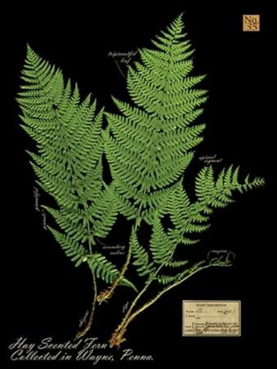 Hay Scented Fern Canvas Art - Brian Foster (18 x 24)
