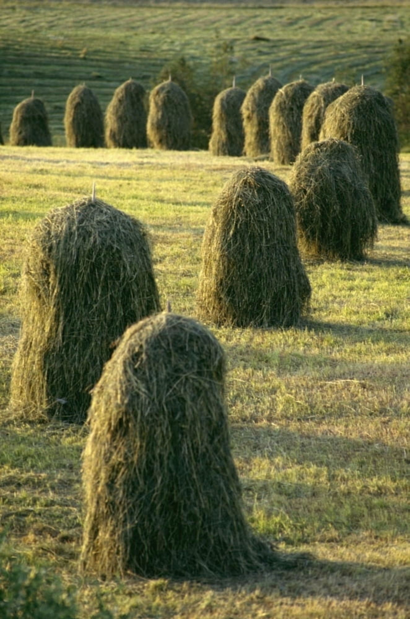 Hay Stacks Lined Up In Green Fields Canvas Art - Jim Holmes Design Pics (22 x 34)
