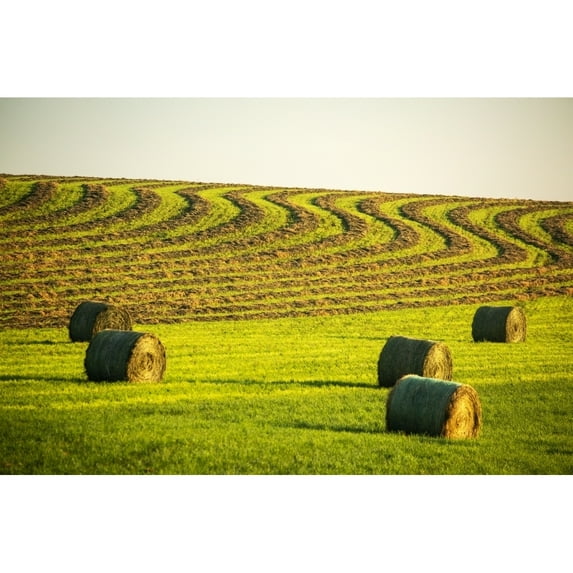 Hay bales in a green field with curvy harvest lines on a rolling hillside in the background West of Calgary; Alberta Canada Poster Print
