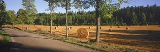 Hay bales in a field Flens Sweden Canvas Art - Panoramic Images (36 x 12)