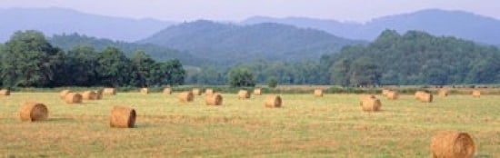 Hay bales in a field Murphy North Carolina USA Canvas Art - Panoramic Images (36 x 12)