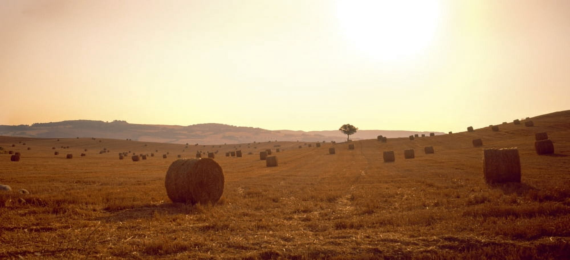 Hay bales in a field Pienza Siena Province Tuscany Italy Canvas Art - Panoramic Images (27 x 12)