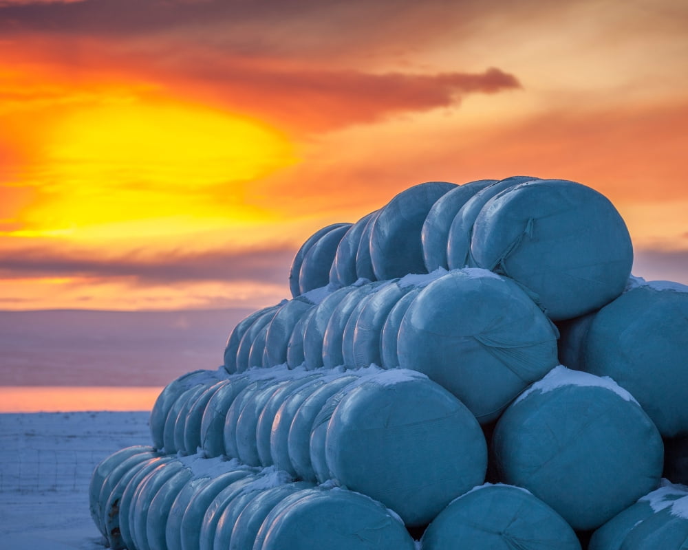 Hay bales wrapped in plastic for winter storage Iceland Canvas Art - Panoramic Images (29 x 36)