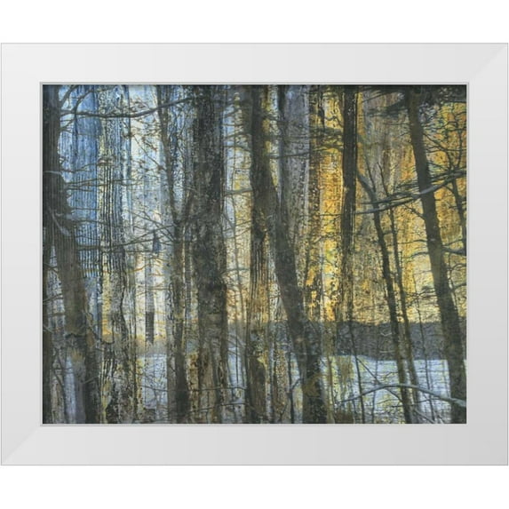 Haynes, Smith 14x12 White Modern Wood Framed Museum Art Print Titled - Sunshine Through The Limbs 1
