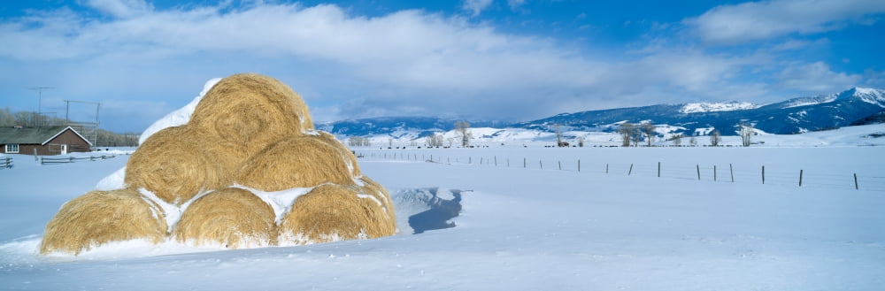 Haystacks and Snow Moose-Wilson Road Jackson Wyoming Canvas Art - Panoramic Images (27 x 9)
