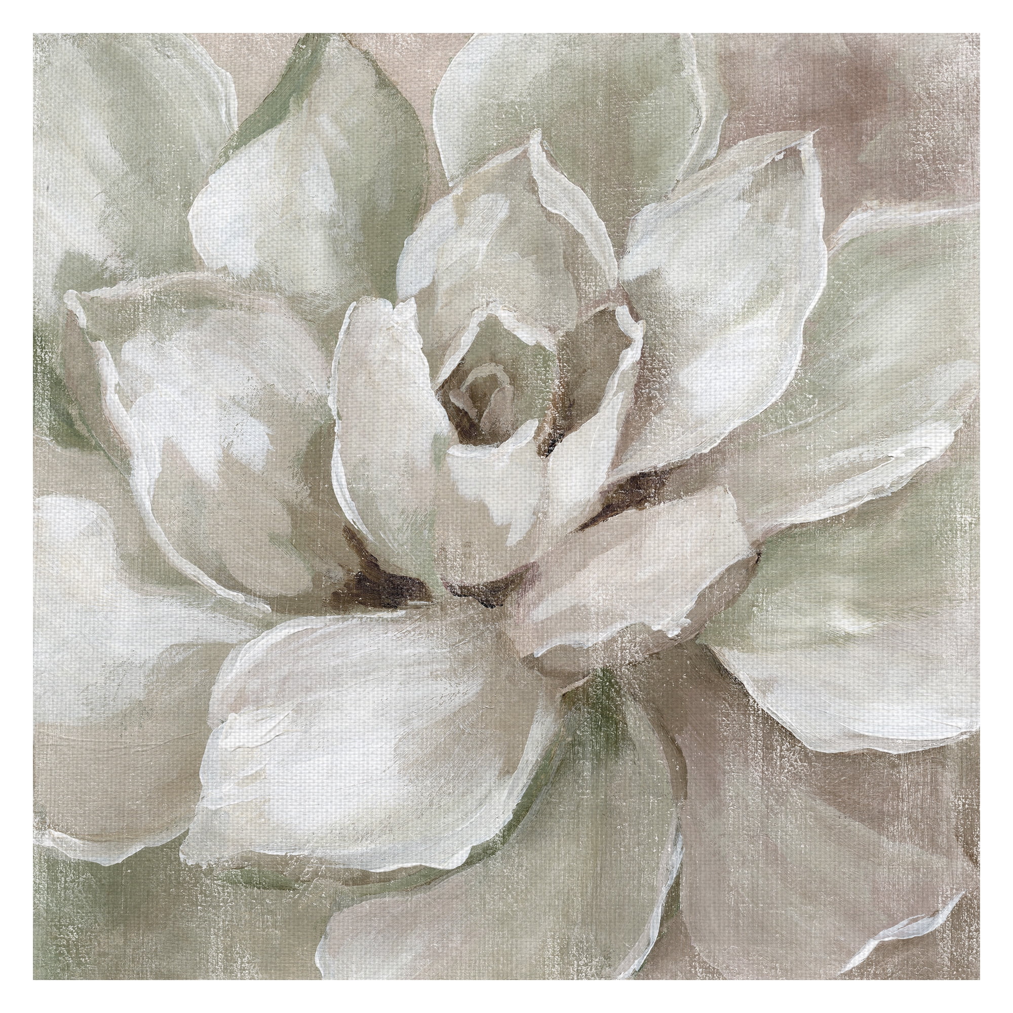 Haze Summer Succulent White By Nan Canvas Art Print 35" x 35"